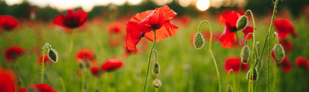 Blog Headers (1)