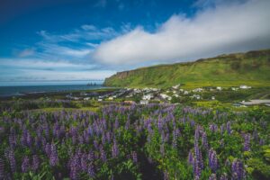 Iceland Lupine 2