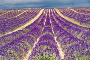 Provence Lavender 3