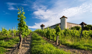 Vineyard Grape Vineyard In Bordeaux With A Medieval Building In The Background And Blue Skies