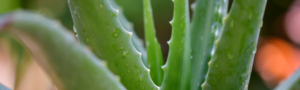 Aloe