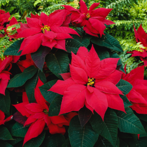 Pointsettia