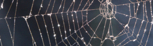 Spider Web