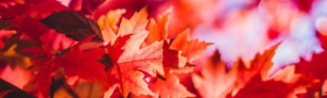 Template Blog Header (3)