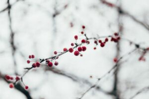 Freestocks E6koczga9zk Unsplash